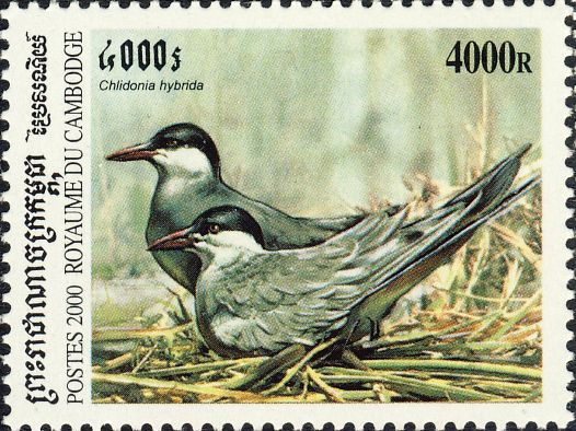 Chlidonias hybridus Chlidonias hybridus