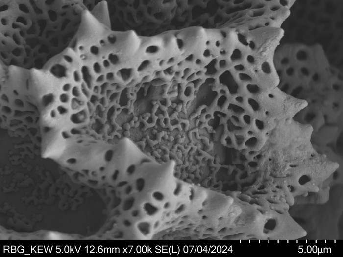 Pollen grain of Vernonia rhodophylla, Welwitsch, 3340