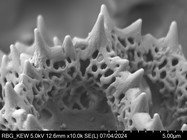 Pollen grain of Vernonia rhodophylla, Welwitsch, 3340