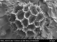 Pollen grain of Vernonia rhodophylla, Welwitsch, 3340