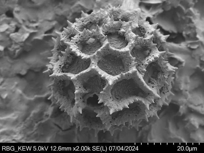 Pollen grain of Vernonia rhodophylla, Welwitsch, 3340