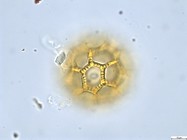 Pollen grain of Vernonia rubens, Tryer, 627