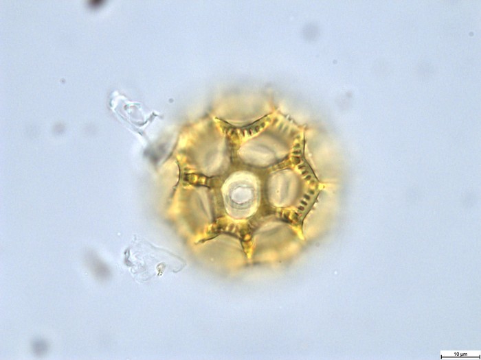 Pollen grain of Vernonia rubens, Tryer, 627