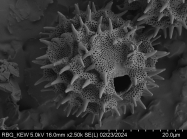 Pollen grain of Vernonia sakalava, H. Perrier de la Bâthie, 1448