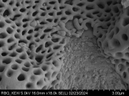Pollen grain of Vernonia sakalava, H. Perrier de la Bâthie, 1448