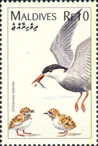 Chlidonias hybridus Chlidonias hybridus