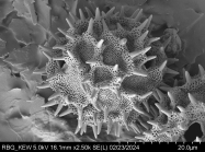 Pollen grain of Vernonia sakalava, H. Perrier de la Bâthie, 1448