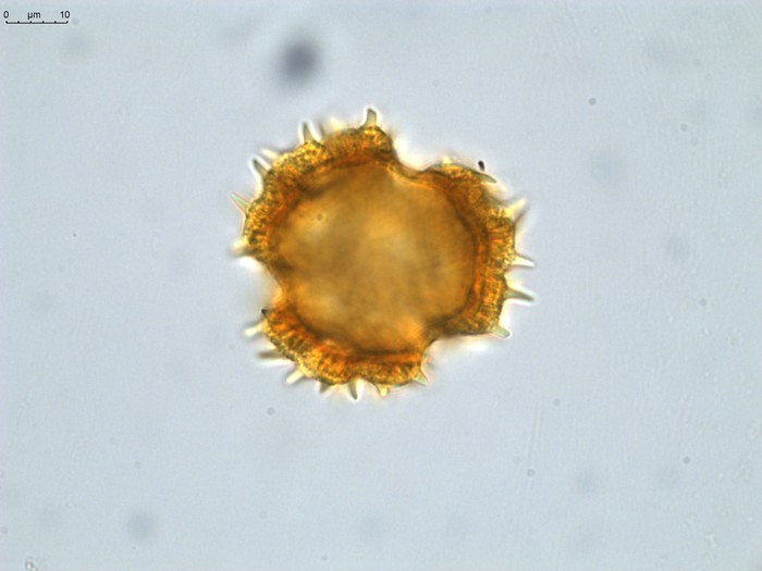 Pollen grain of Vernonia sambiranensis, H. Perrier de la Bathie, 3209