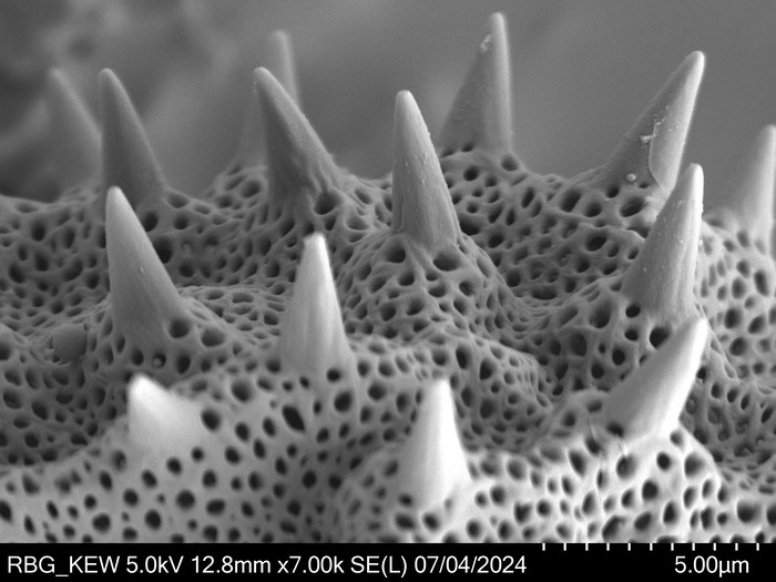 Pollen grain of Vernonia vaginata, Gossweiler, J.,3323