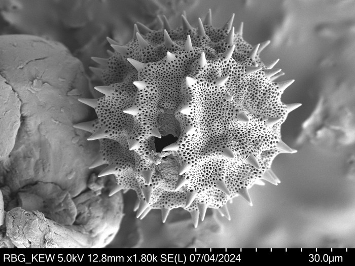 Pollen grain of Vernonia vaginata, Gossweiler, J.,3323