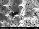 Pollen grain of Vernonia vaginata, Gossweiler, J.,3323