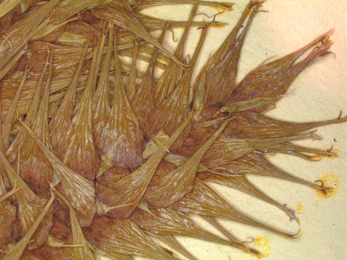 Closeup of pistillate spike (specimen K002564245)