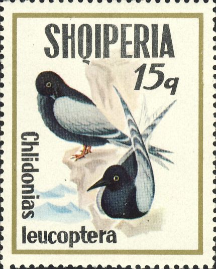 Chlidonias leucopterus Chlidonias leucopterus