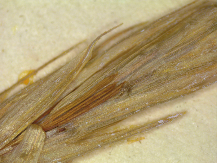 Close-up of staminate scales (specimen K002564245)