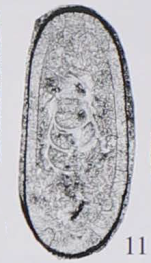 Nucellina sichuanensis Xu, 2006