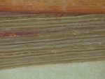 Close-up of the leaves of holotype