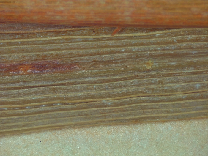 Close-up of the leaves of holotype