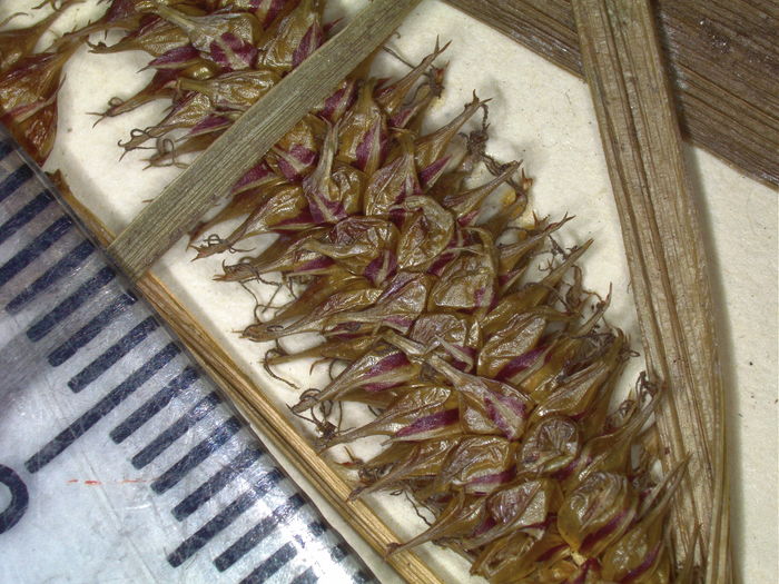 close-up of pistillate spike