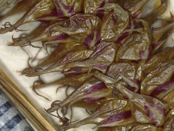 Closeup of perigynia of syntype K000999195