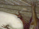 Closeup of perigynia teeth