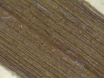 closeup of adaxial leaf surface of syntype