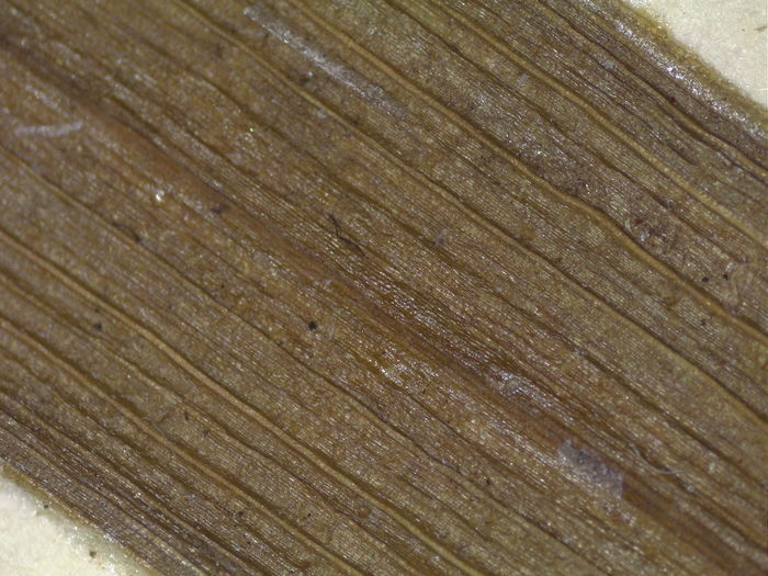 closeup of adaxial leaf surface of syntype