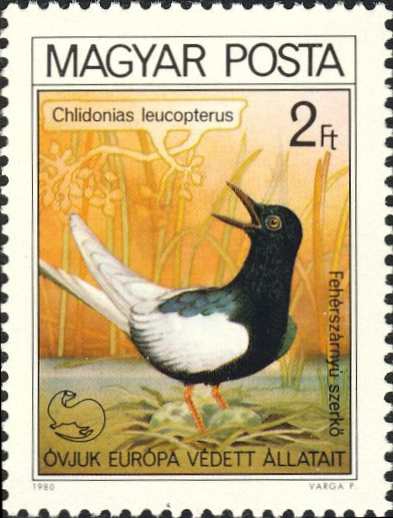 Chlidonias leucopterus Chlidonias leucopterus