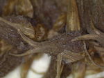 Closeup of perigynia of isotype K002805790