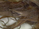 Perigynia teeth of isotype K002805790