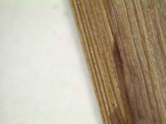 Leaf sheath of isotype K002805790
