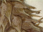 Close-up of perigynia syntype K002805385