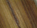 Close-up of adaxial leaf surface of syntype K002805385