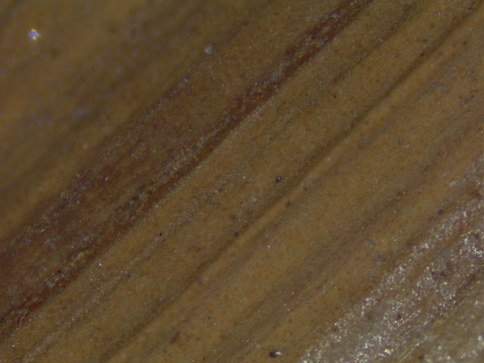 Close-up of adaxial leaf surface of K002805385
