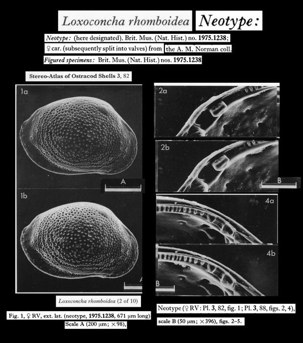 Neotype of Cythere rhomboidea Fischer, 1855 designated and illustrated by Athersuch &amp; Whittaker, 1976