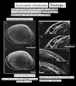 Neotype of Cythere rhomboidea Fischer, 1855 designated and illustrated by Athersuch & Whittaker, 1976