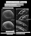 Neotype of Cythere rhomboidea Fischer, 1855 designated and illustrated by Athersuch & Whittaker, 1976