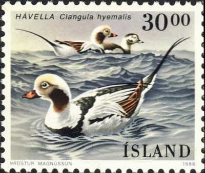 Clangula hyemalis Clangula hyemalis