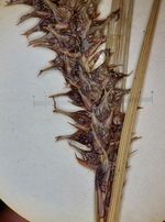 Close-up of pistillate spike