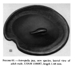 Asteropella pax Kornicker, 1986 from the original description