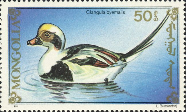 Clangula hyemalis Clangula hyemalis