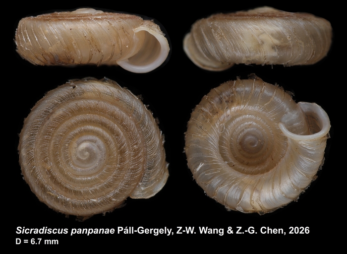 Holotype of Sicradiscus panpanae Páll-Gergely, Z.-W. Wang &amp; Z.-G. Chen, 2026