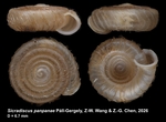 Holotype of Sicradiscus panpanae Páll-Gergely, Z.-W. Wang & Z.-G. Chen, 2026