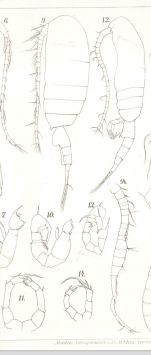 Pseudodiaptomus acutus (Dahl, 1894)