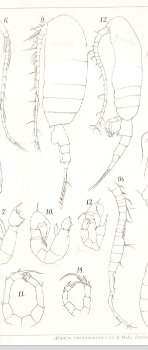 Pseudodiaptomus acutus (Dahl, 1894)