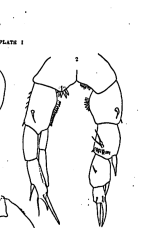 Pseudodiaptomus americanus male P5 intersex