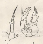 mertoni male & female P5