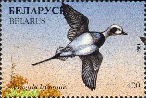 Clangula hyemalis Clangula hyemalis