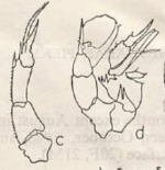 aurivilli Pillai 1980