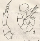 aurivilli Pillai 1980