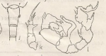tollingerae